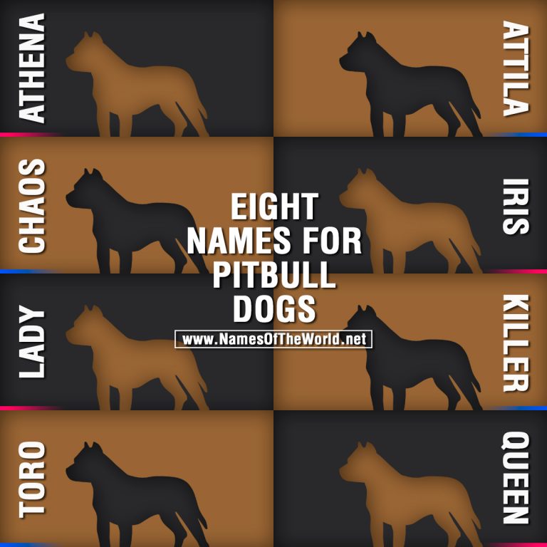 Eight names for pitbull dogs