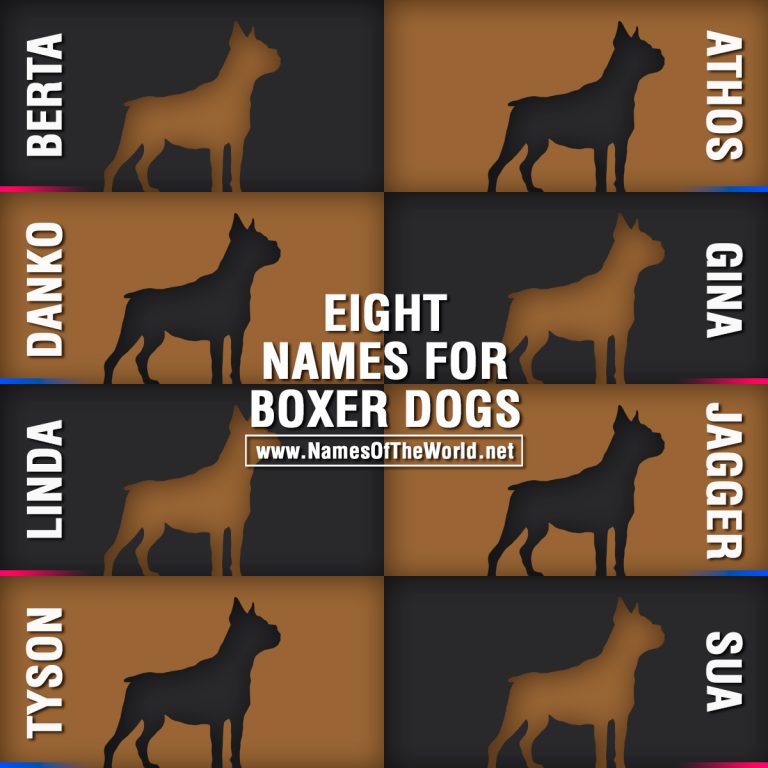 Eight names for boxer dogs