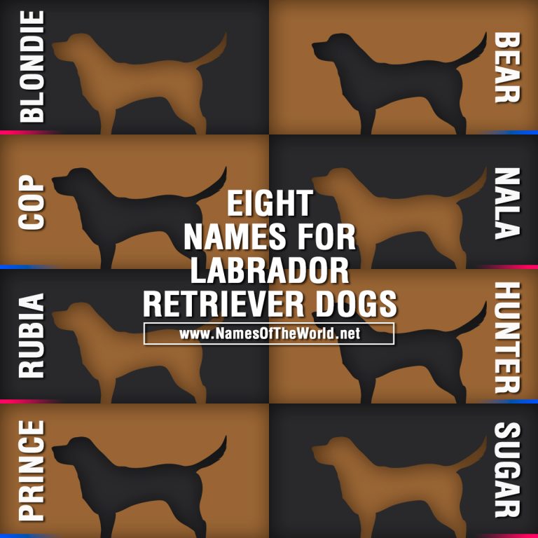Eight names for labrador retriever dogs